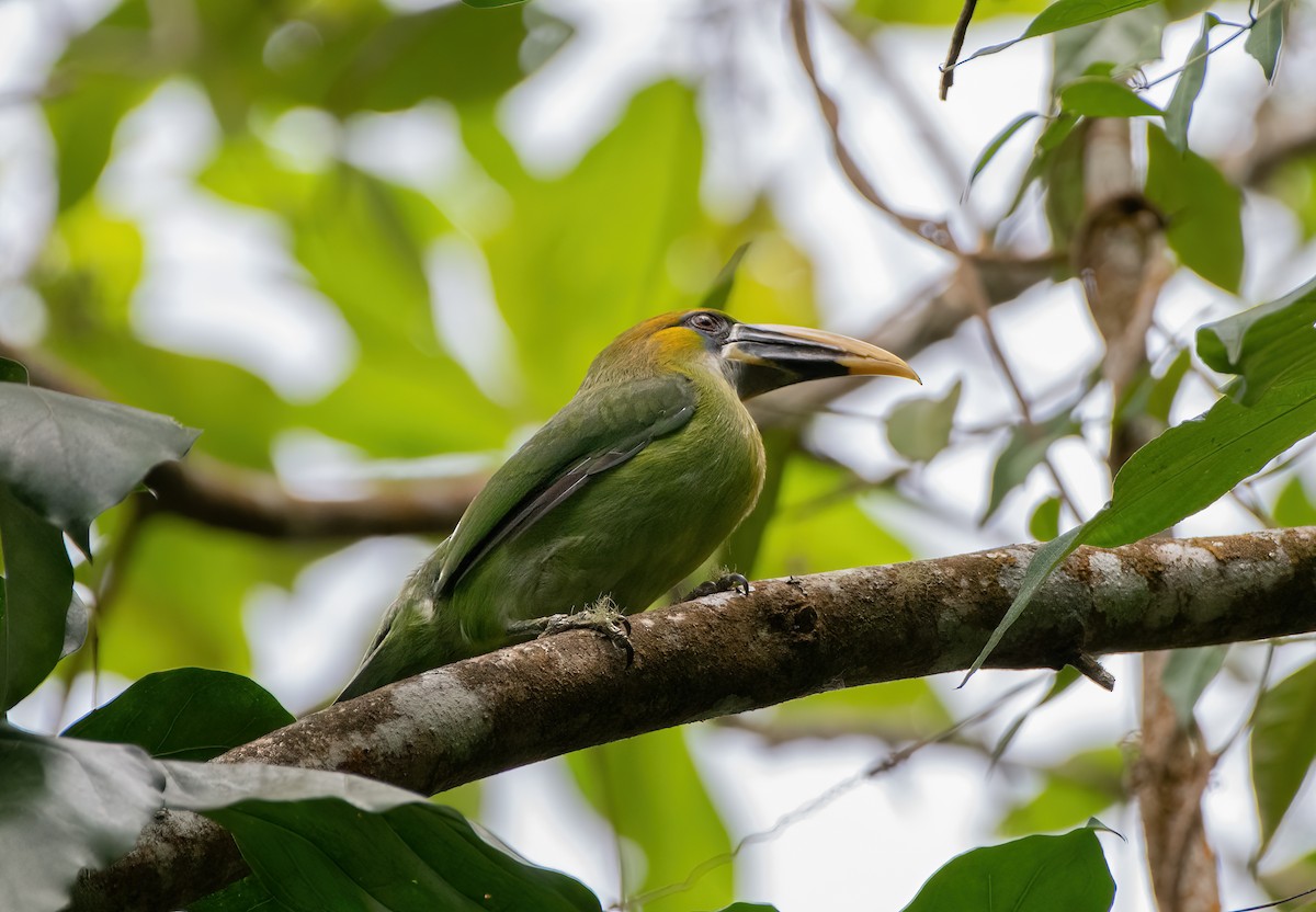 Groove-billed Toucanet (Yellow-billed) - ML614868801