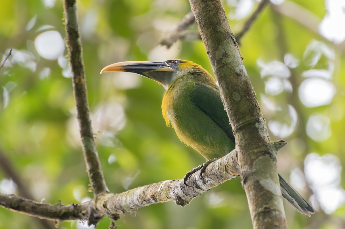Groove-billed Toucanet (Yellow-billed) - ML614868802