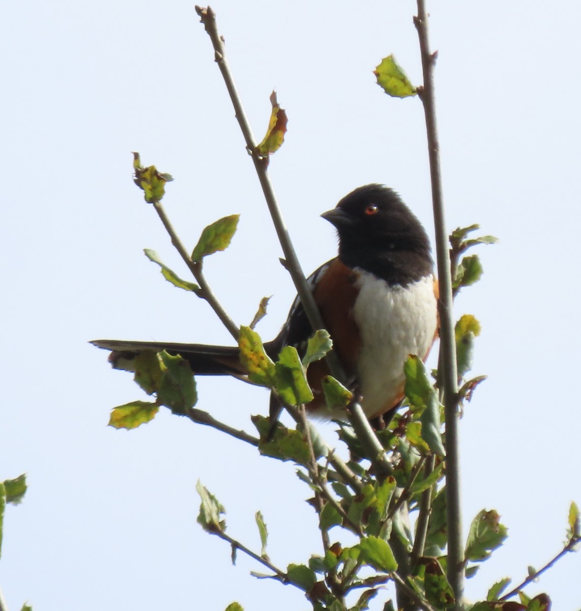 Spotted Towhee - ML614868809