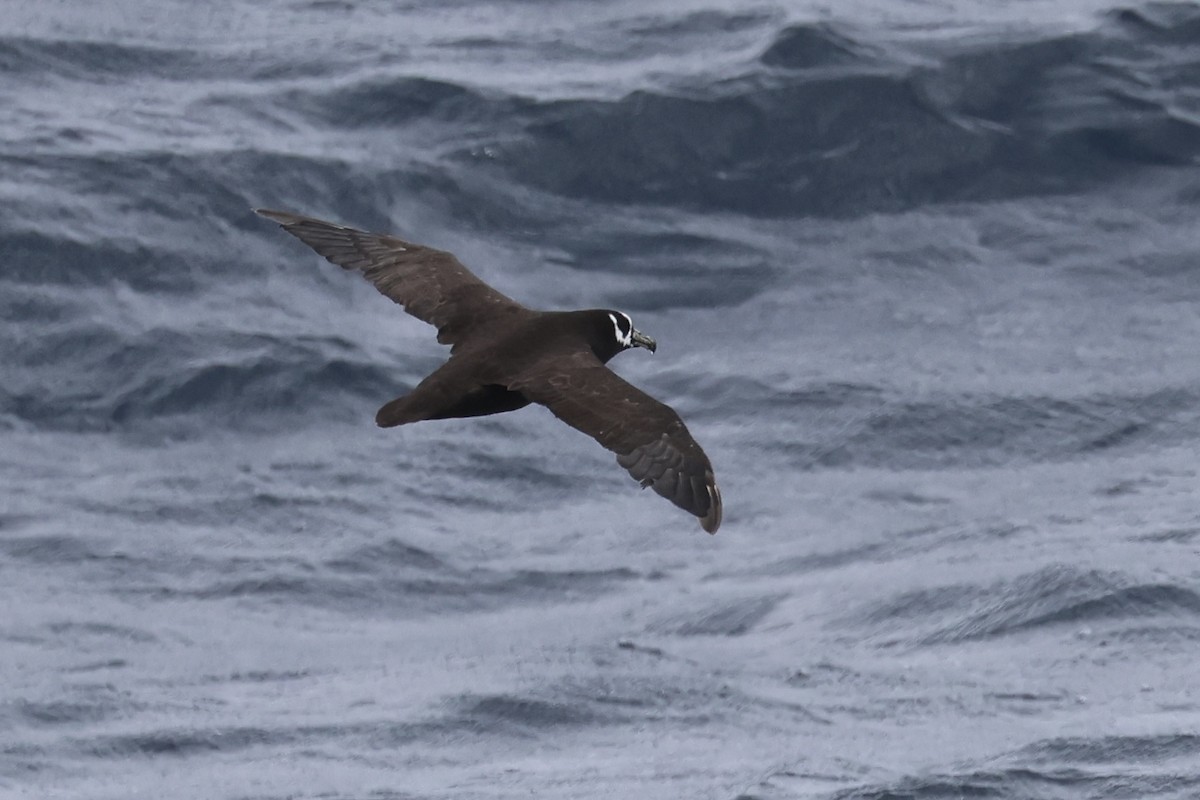 Spectacled Petrel - ML614868919