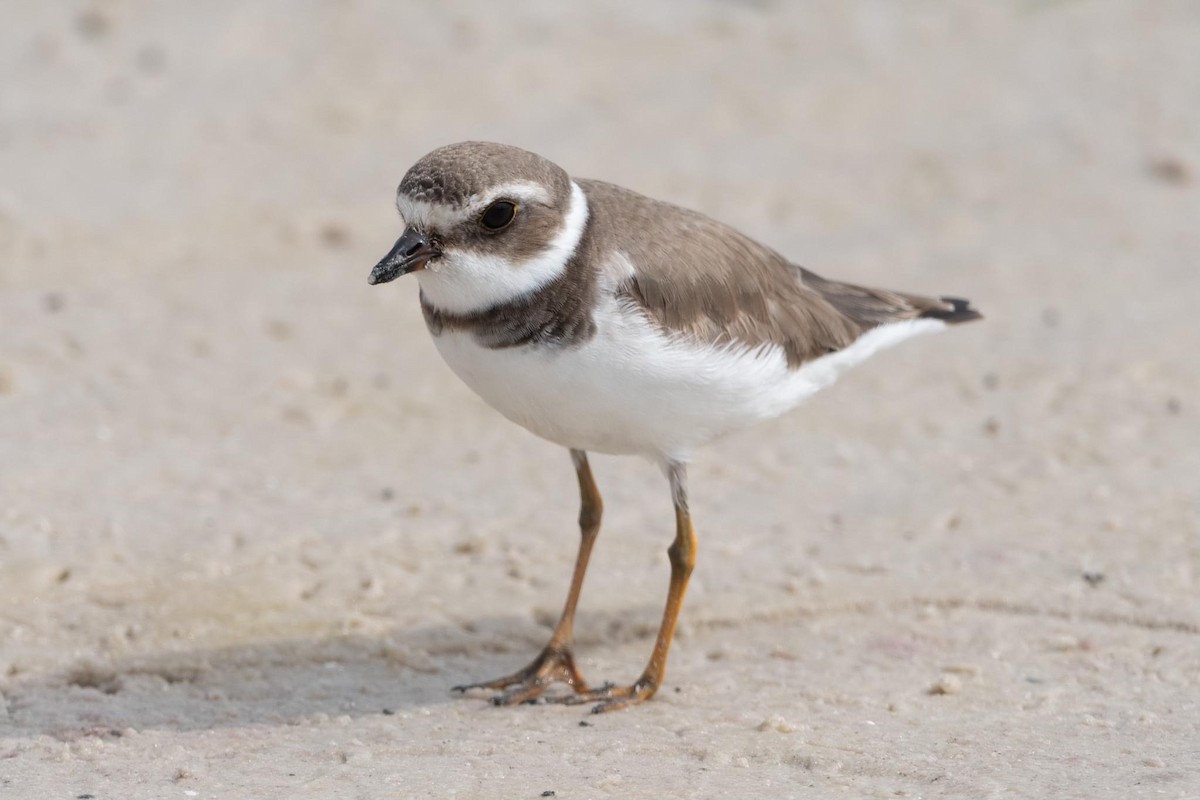 Semipalmated Plover - ML614868986