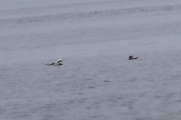 Long-tailed Duck - ML614869296