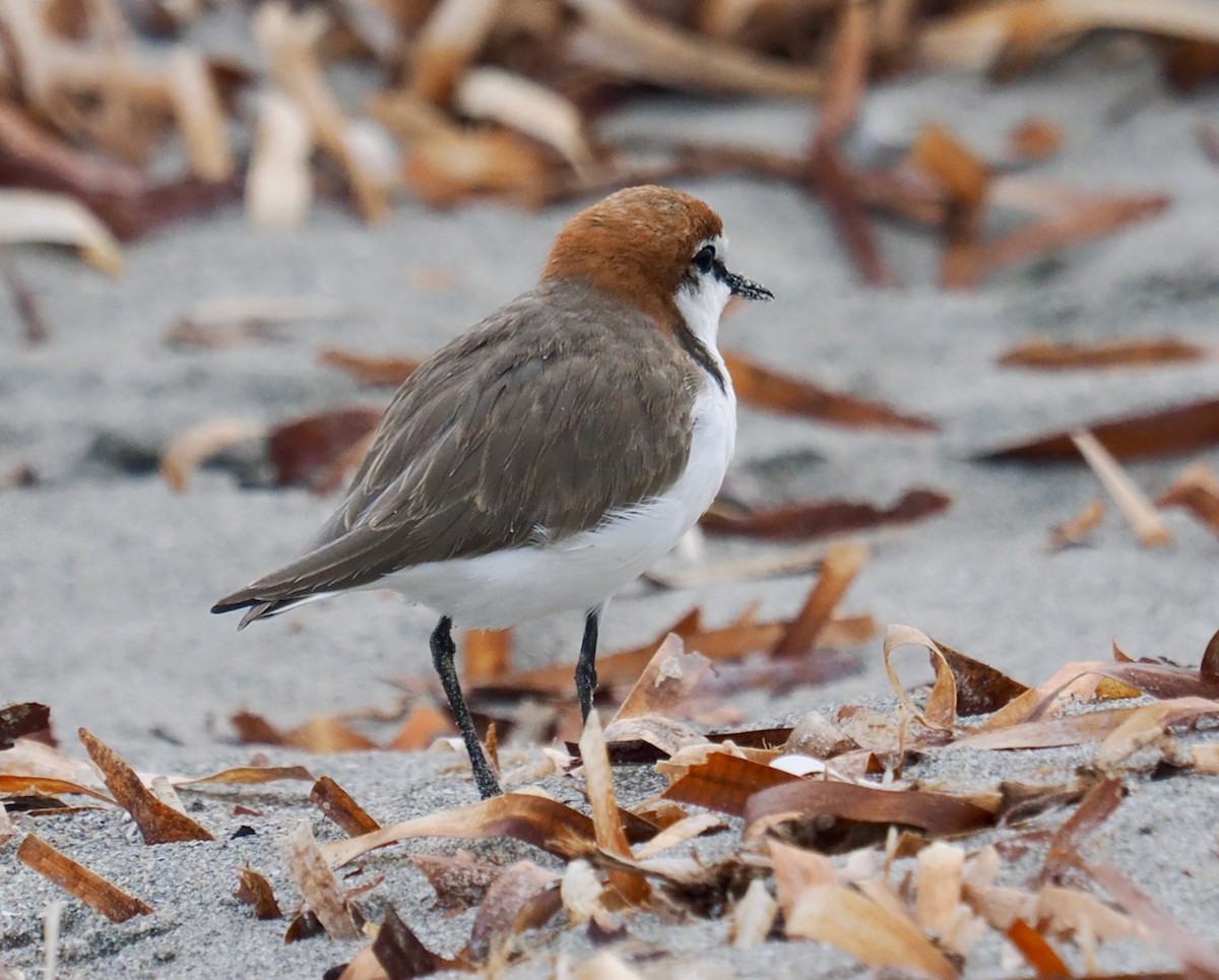 Red-capped Plover - ML614869779