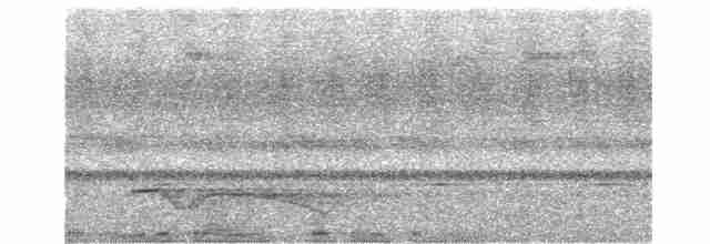 Great Eared-Nightjar - ML614869819