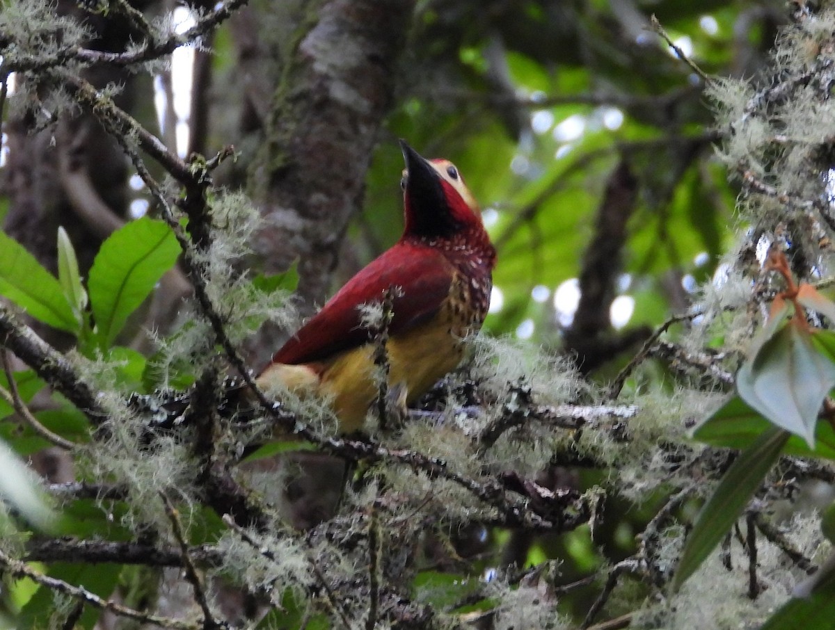 Crimson-mantled Woodpecker (Crimson-mantled) - ML614869985