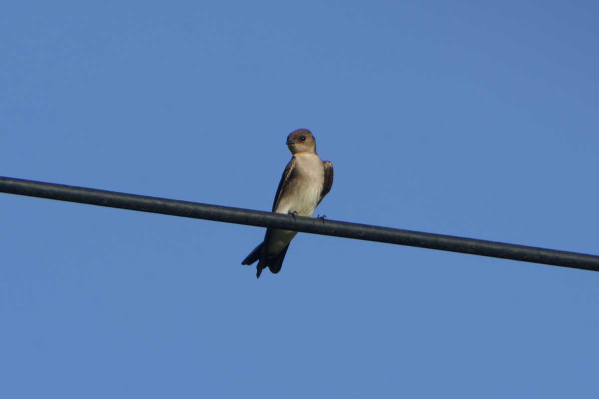 Southern Rough-winged Swallow - ML614870087