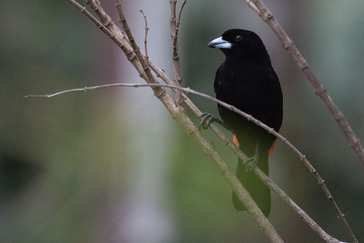 Scarlet-rumped Tanager (Cherrie's) - ML614870140