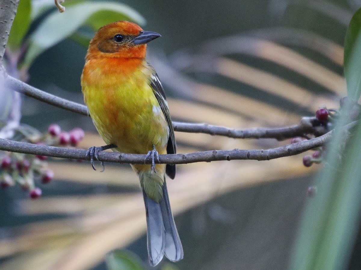 Flame-colored Tanager - Ken Chamberlain