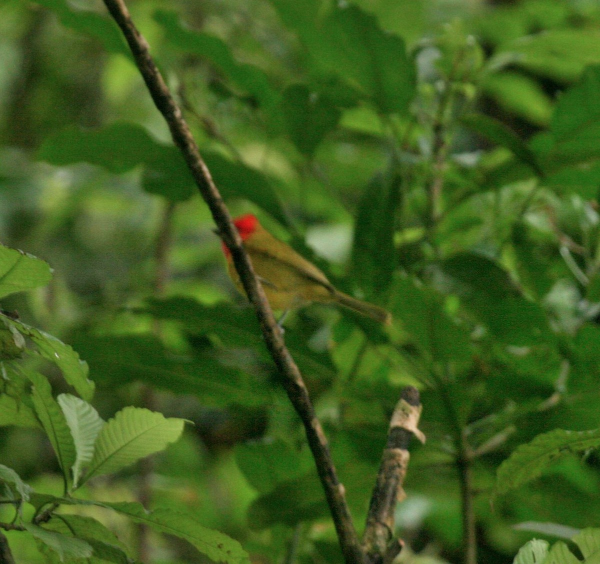 Red-headed Tanager - ML614870177