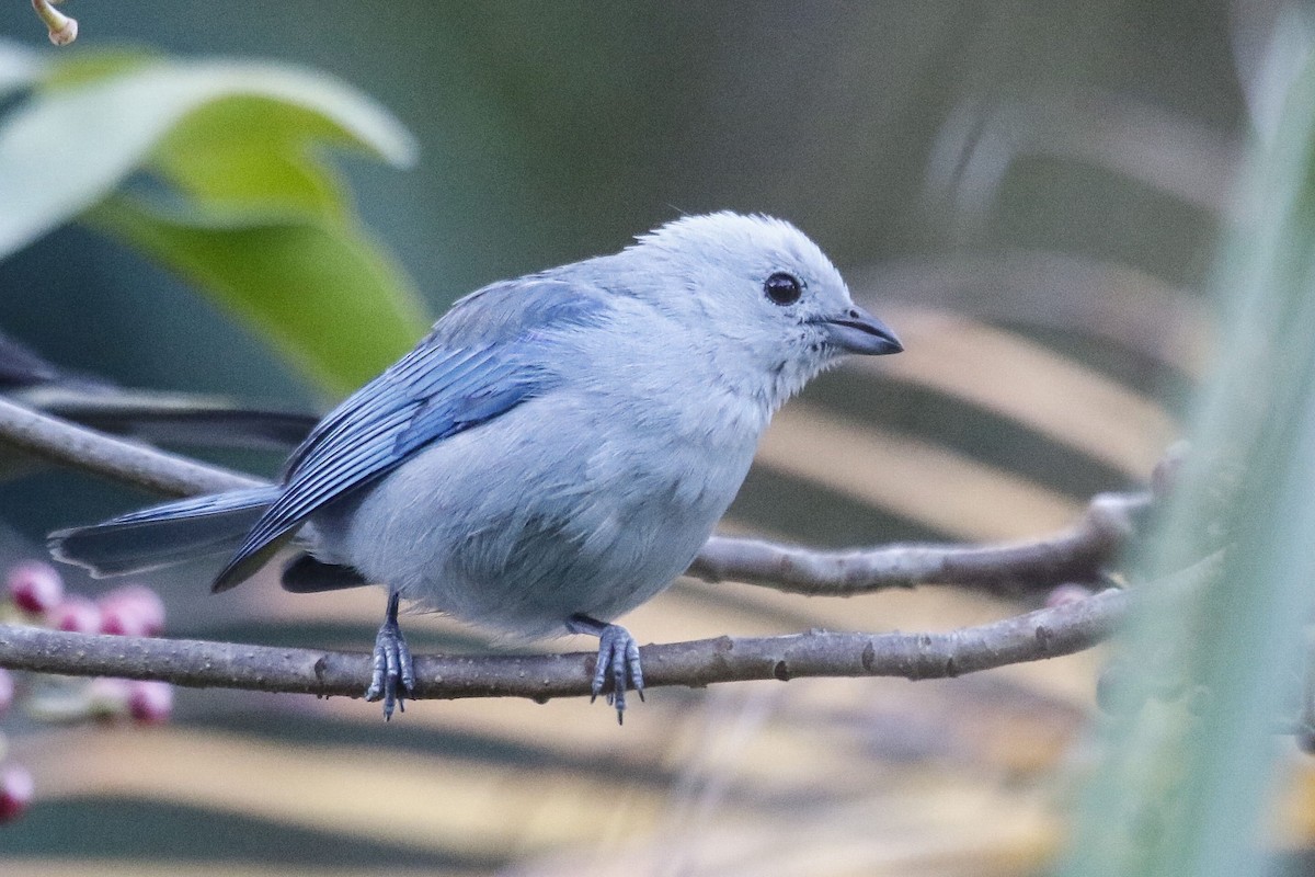 Blue-gray Tanager - ML614870182
