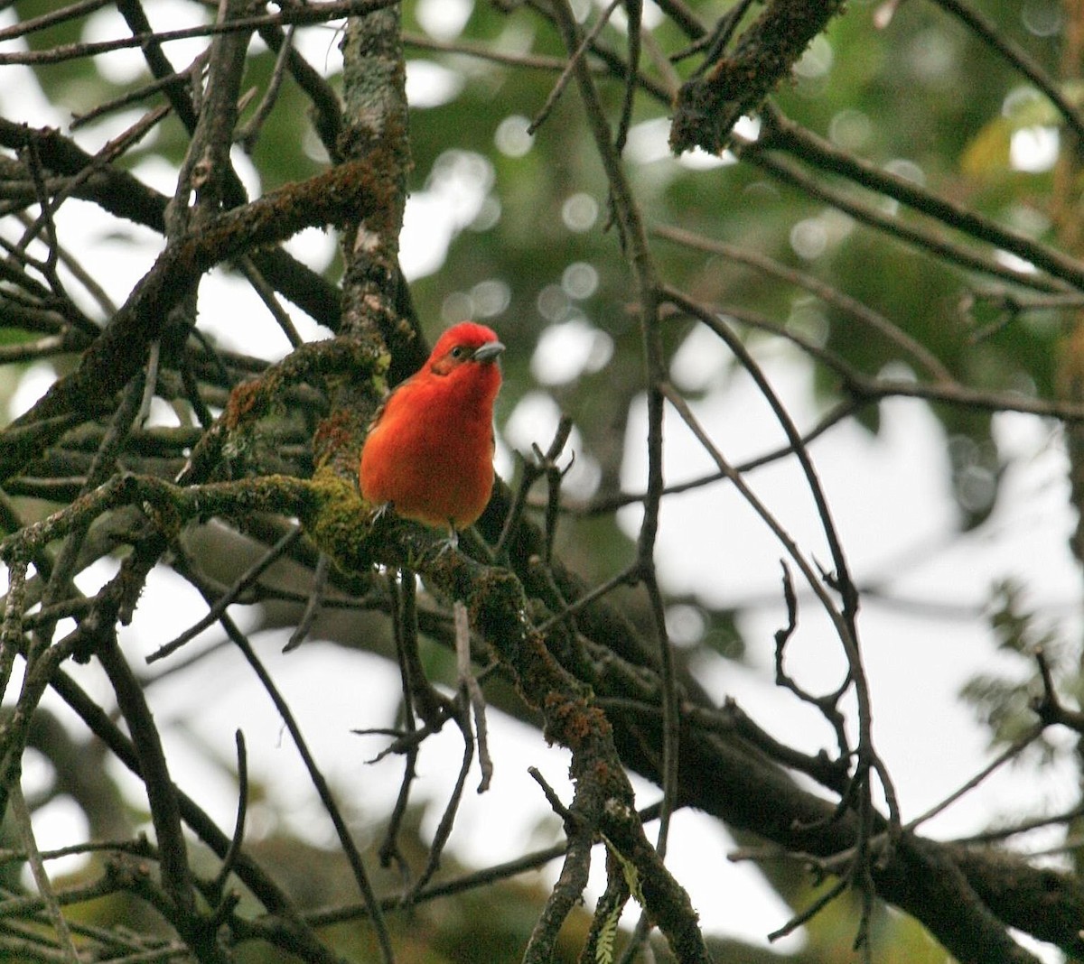 Flame-colored Tanager - ML614870193