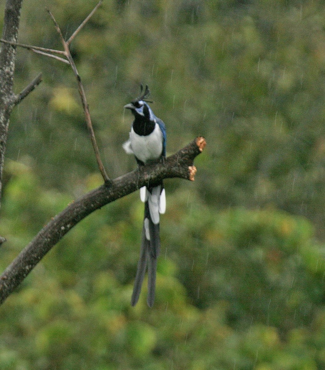 Black-throated Magpie-Jay - ML614870249