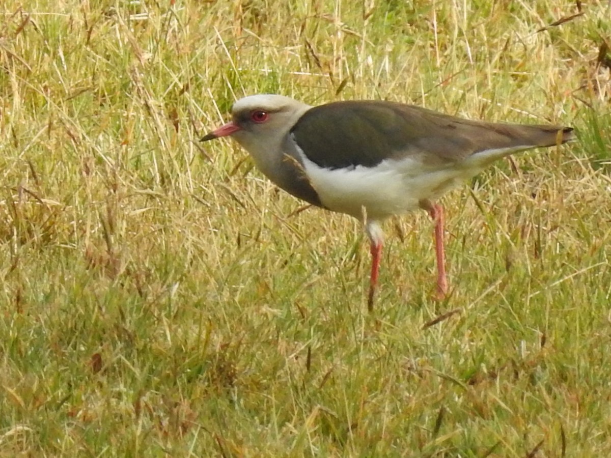 Andean Lapwing - ML614870417