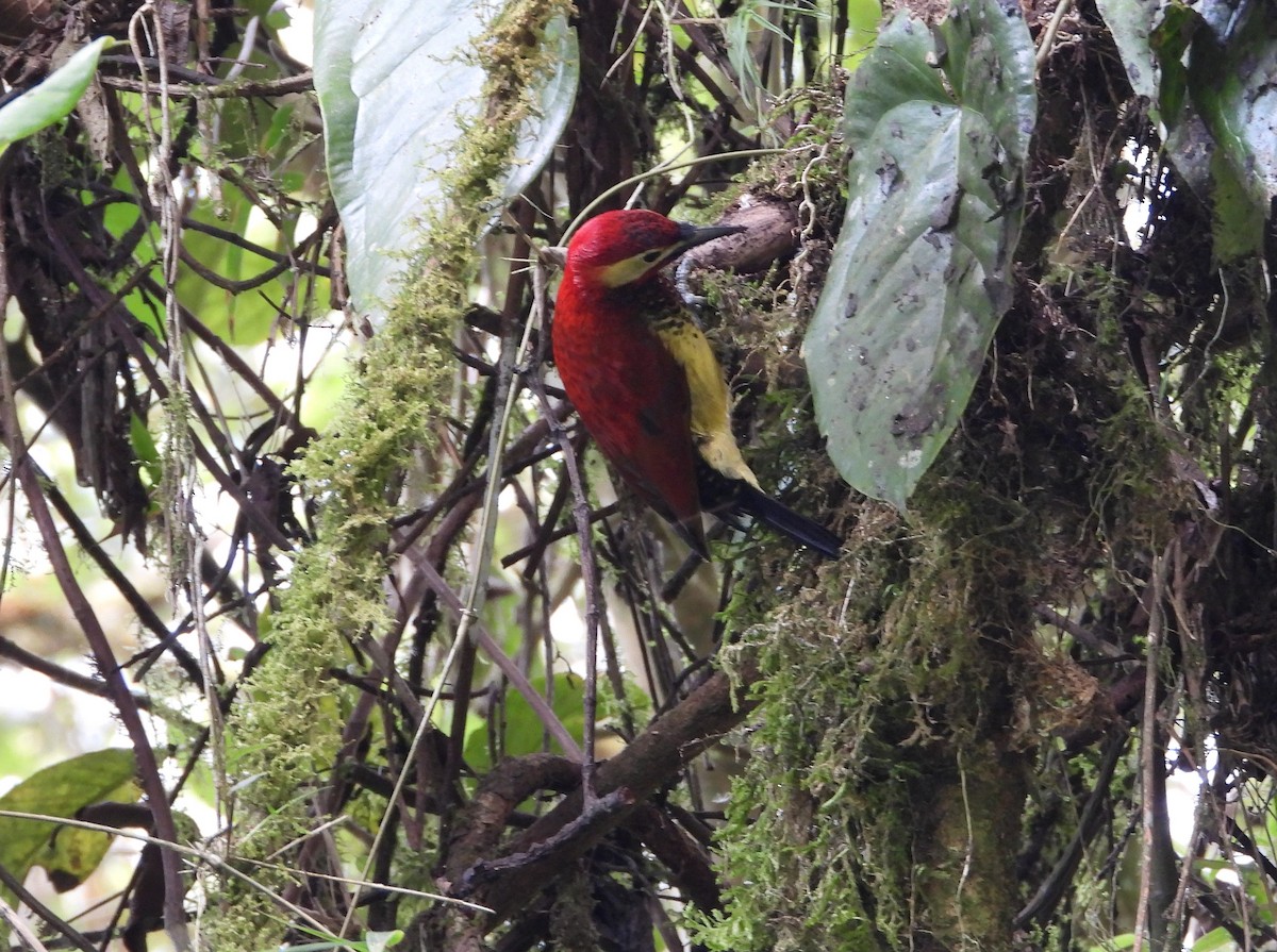 Crimson-mantled Woodpecker (Crimson-mantled) - ML614870468