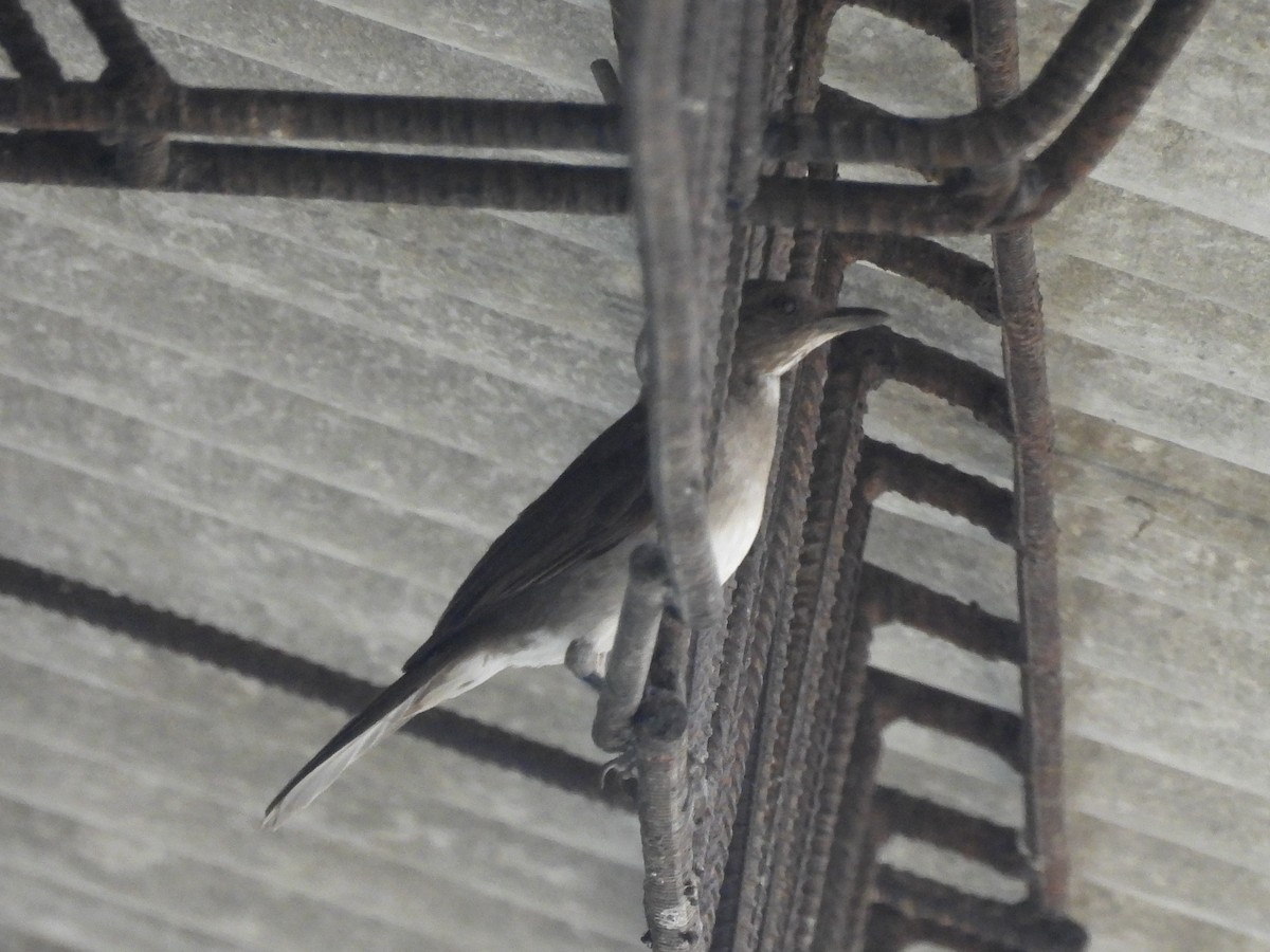 Black-billed Thrush (Amazonian) - ML614870472