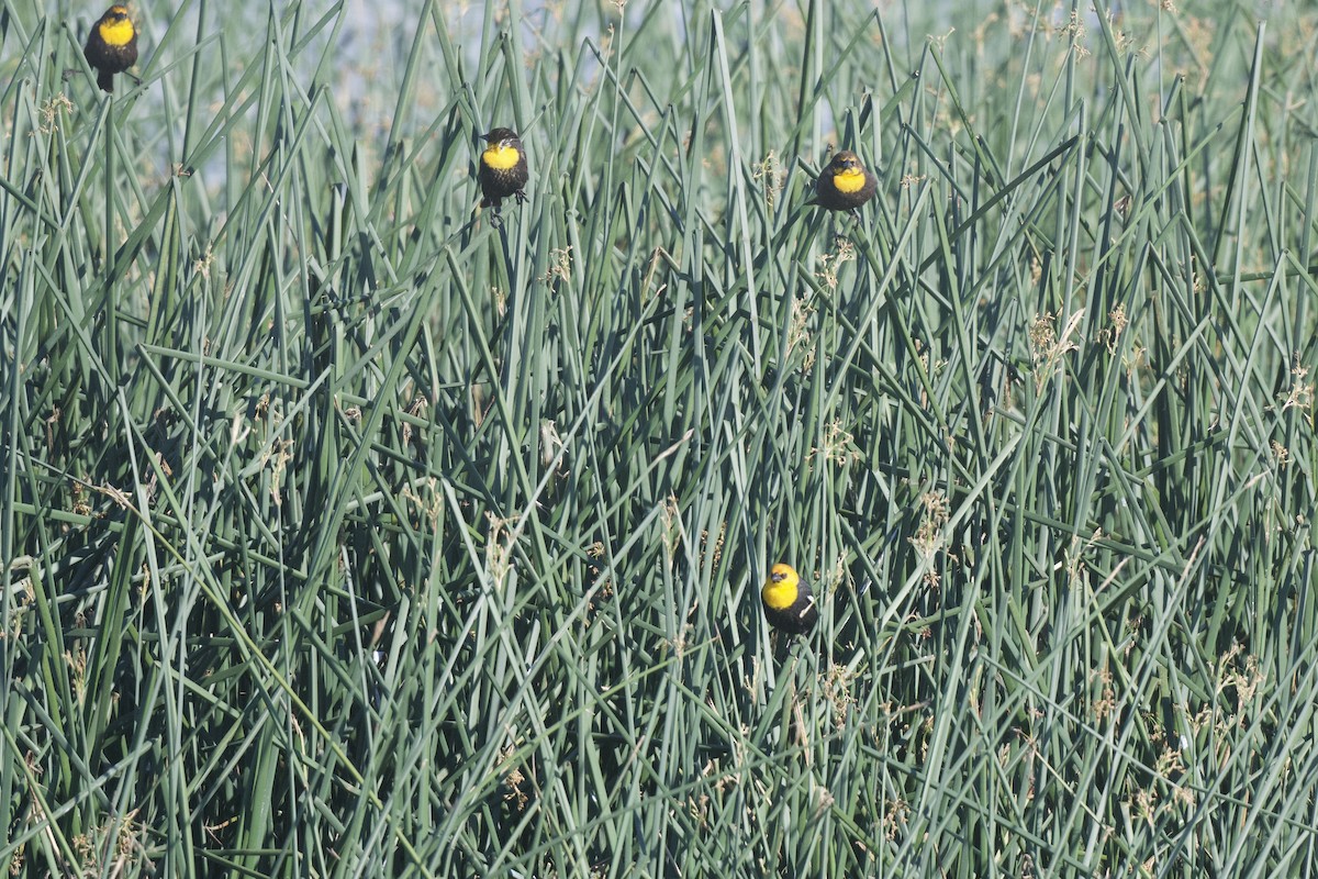 Yellow-headed Blackbird - Dan Jehl
