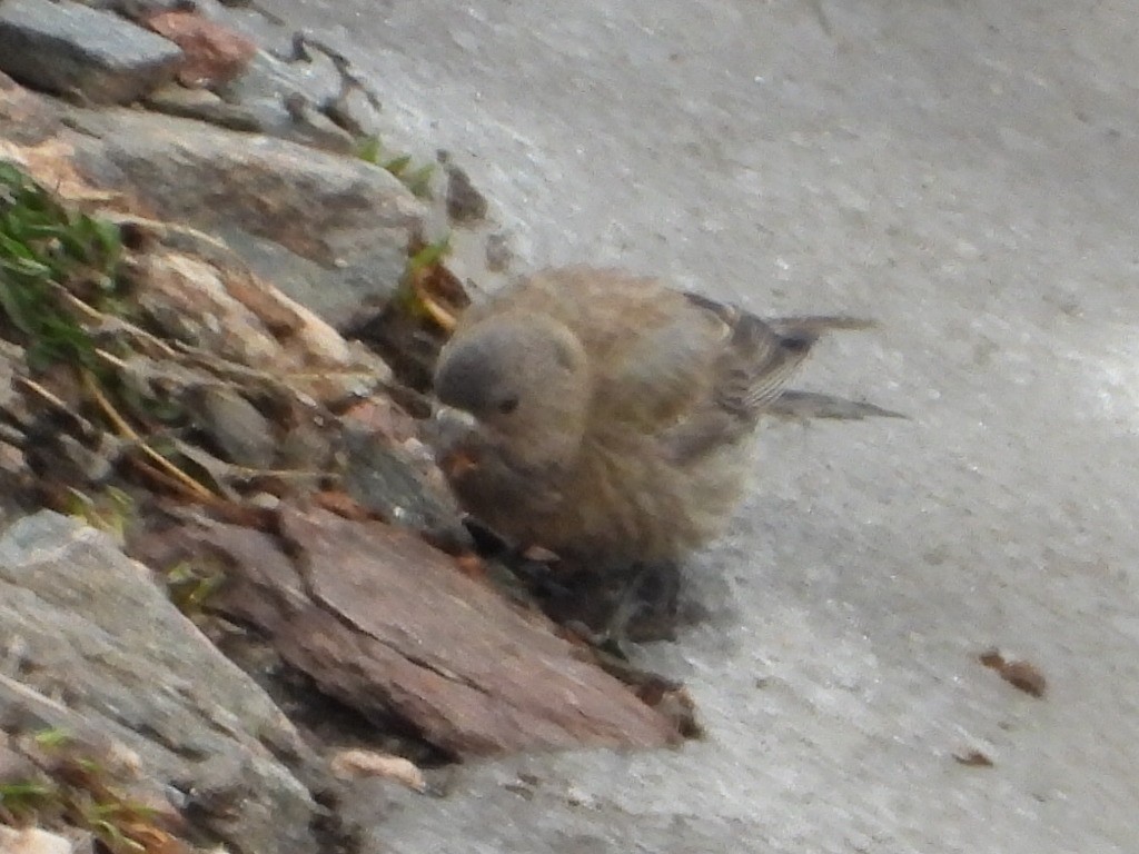 Brown-capped Rosy-Finch - ML614870747