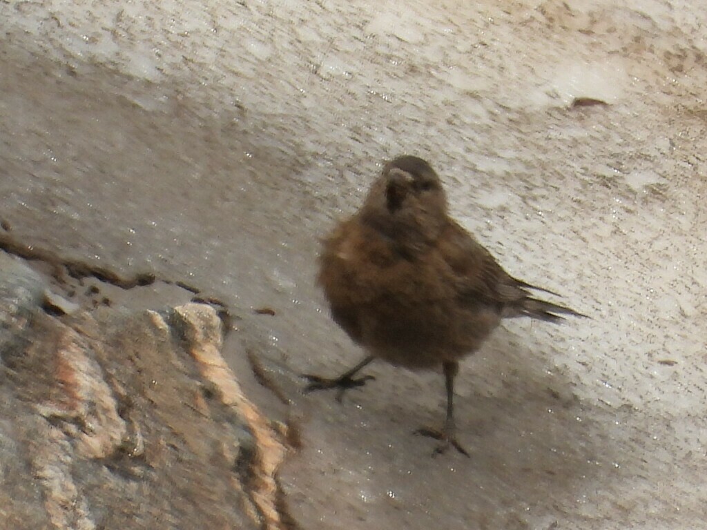 Brown-capped Rosy-Finch - ML614870748