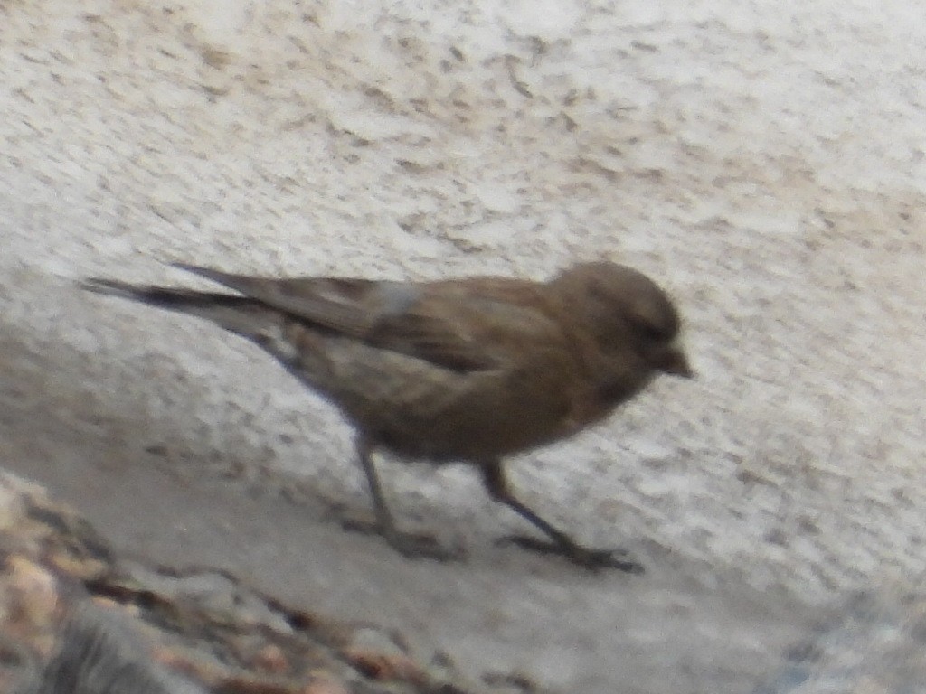 Brown-capped Rosy-Finch - ML614870749