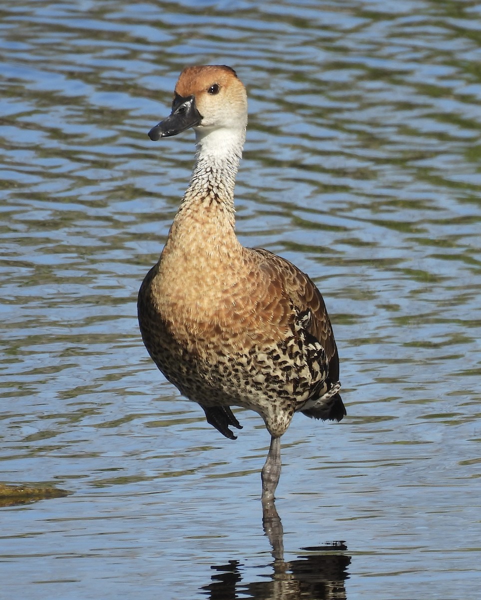 West Indian Whistling-Duck - ML614870858