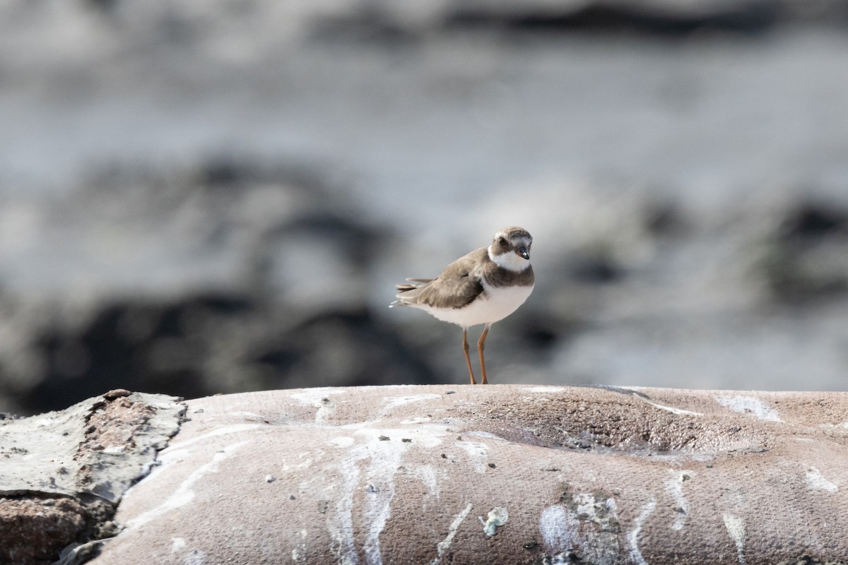 Semipalmated Plover - ML614870896