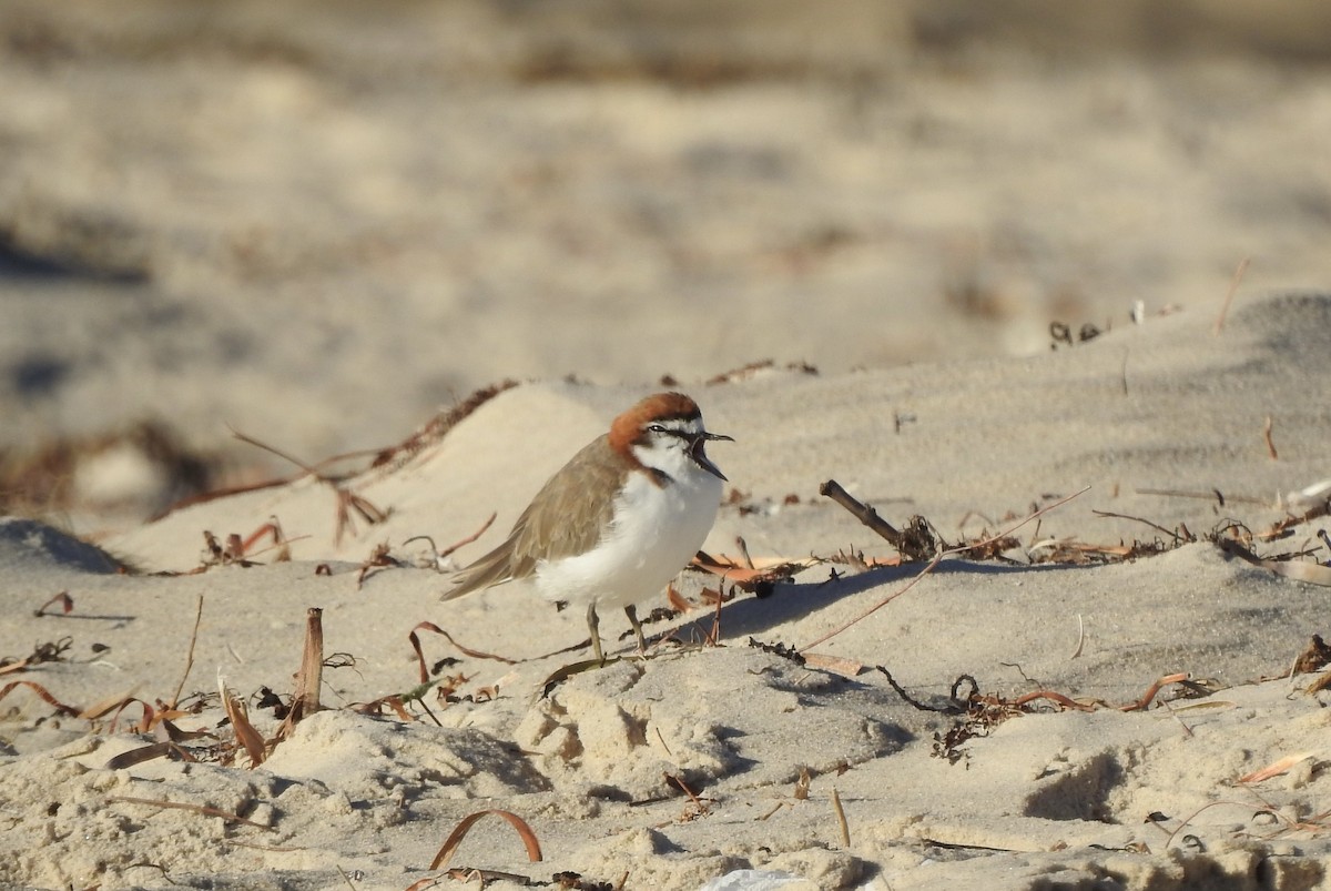 Red-capped Plover - ML614871024