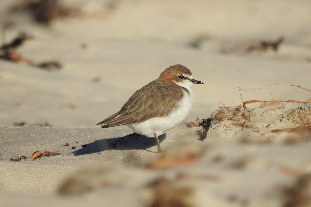 Red-capped Plover - ML614871025