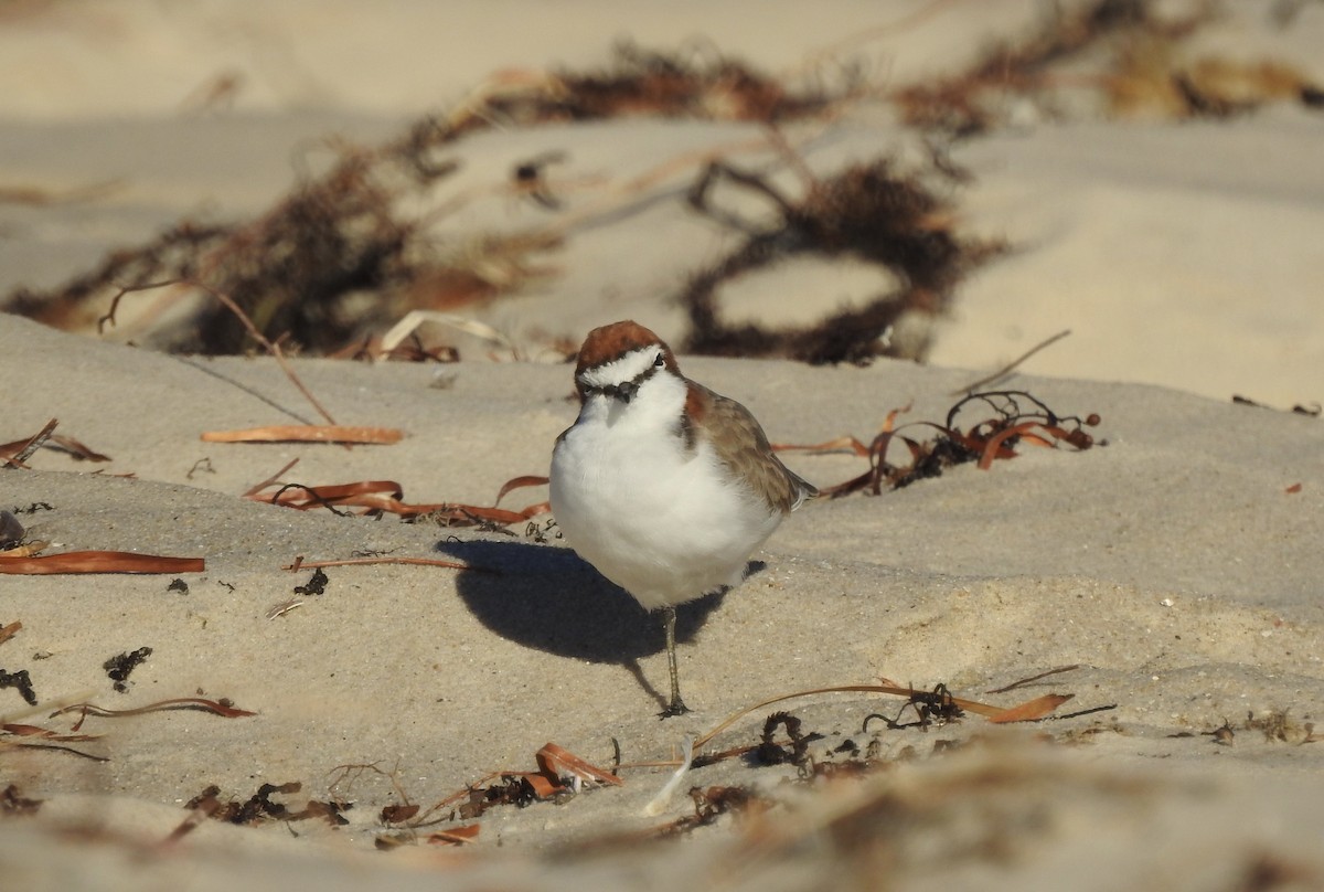 Red-capped Plover - ML614871029