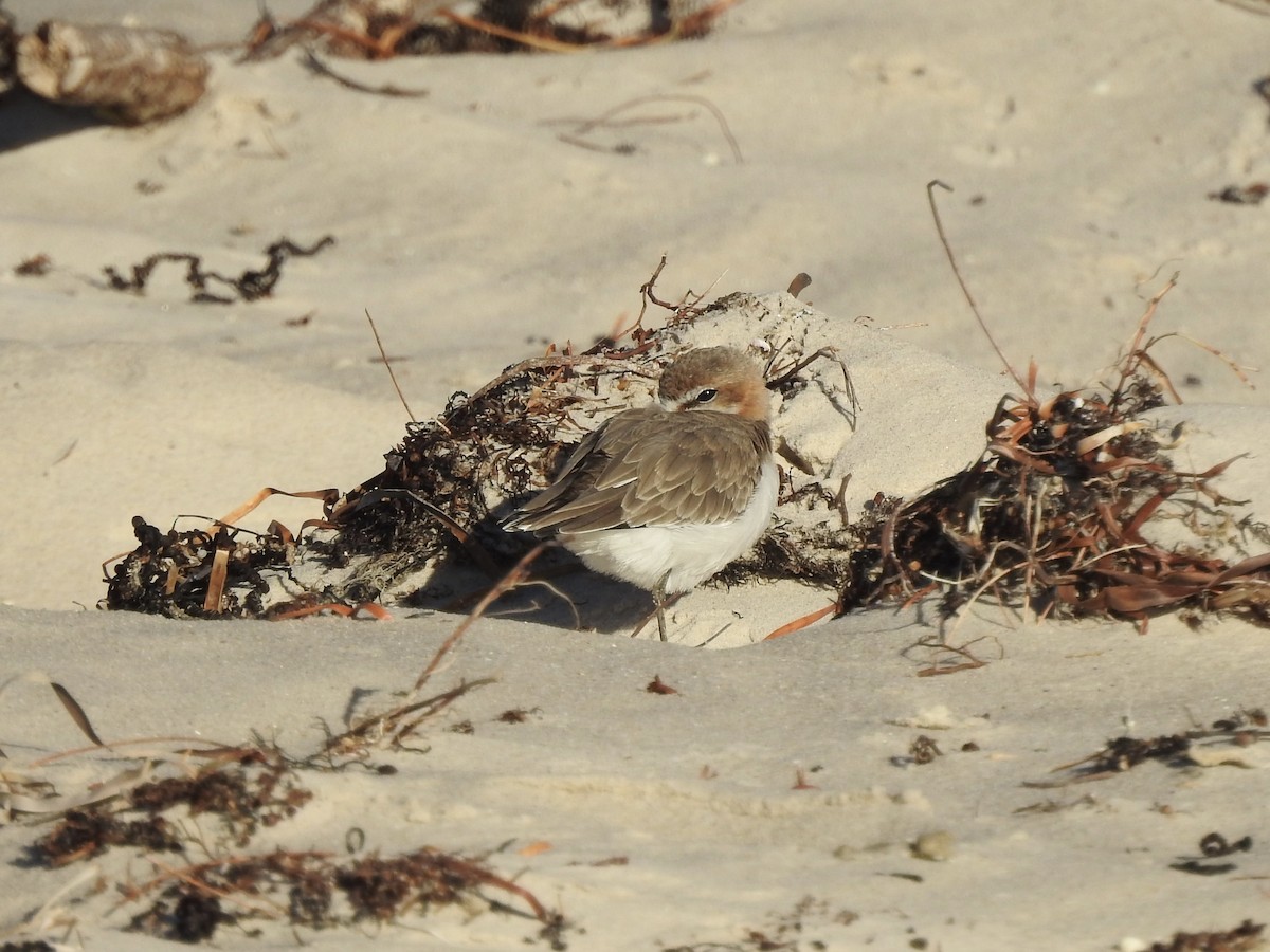 Red-capped Plover - ML614871030