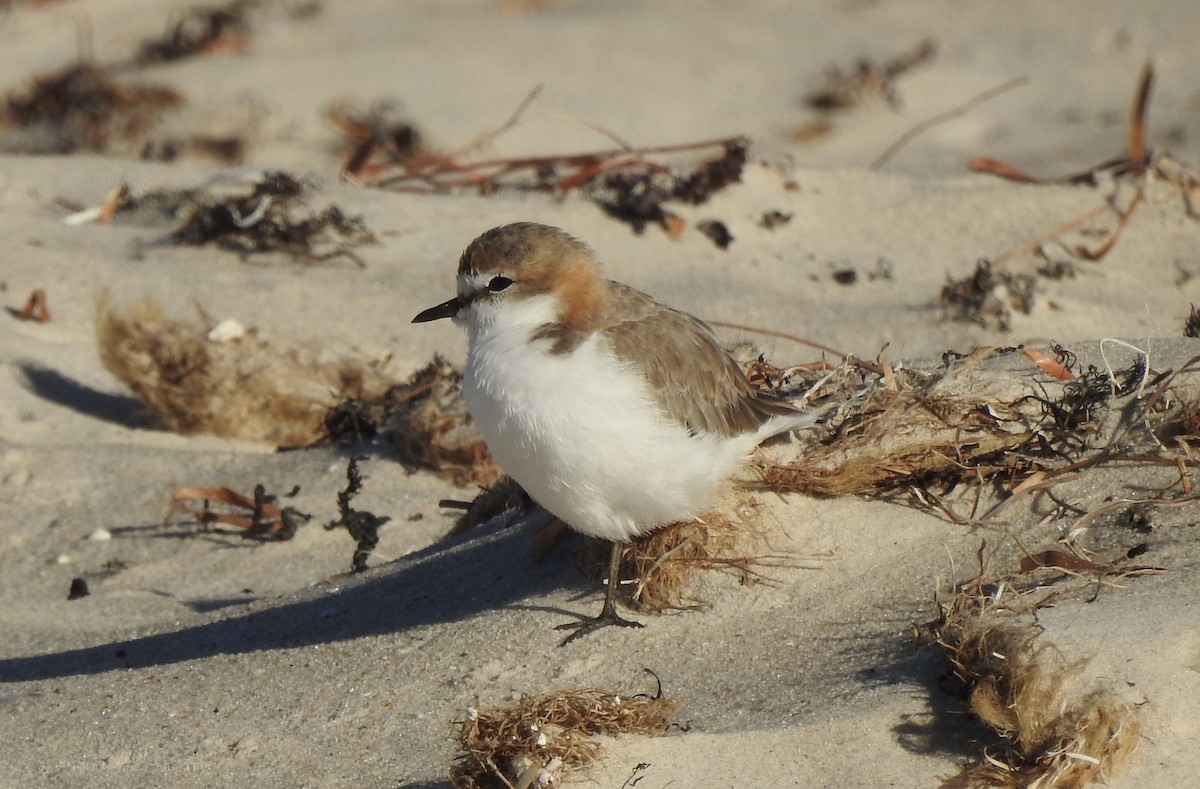 Red-capped Plover - ML614871032
