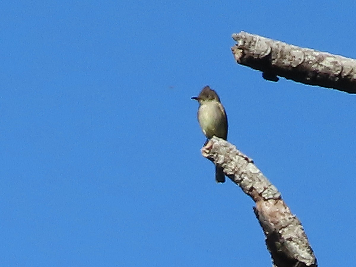 Northern Tropical Pewee - Julio Acosta  ES Tour Guide