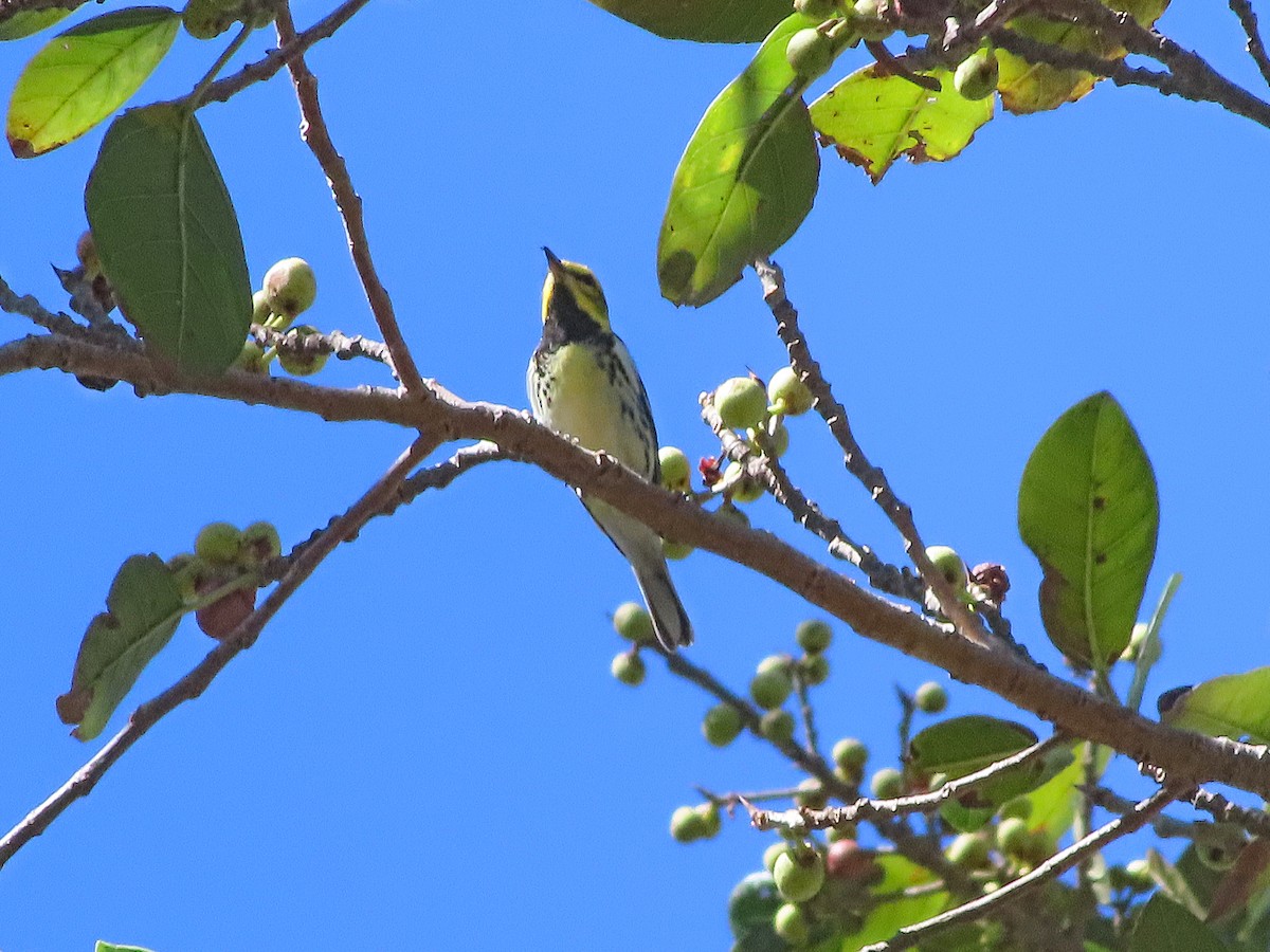 Black-throated Green Warbler - Julio Acosta  ES Tour Guide