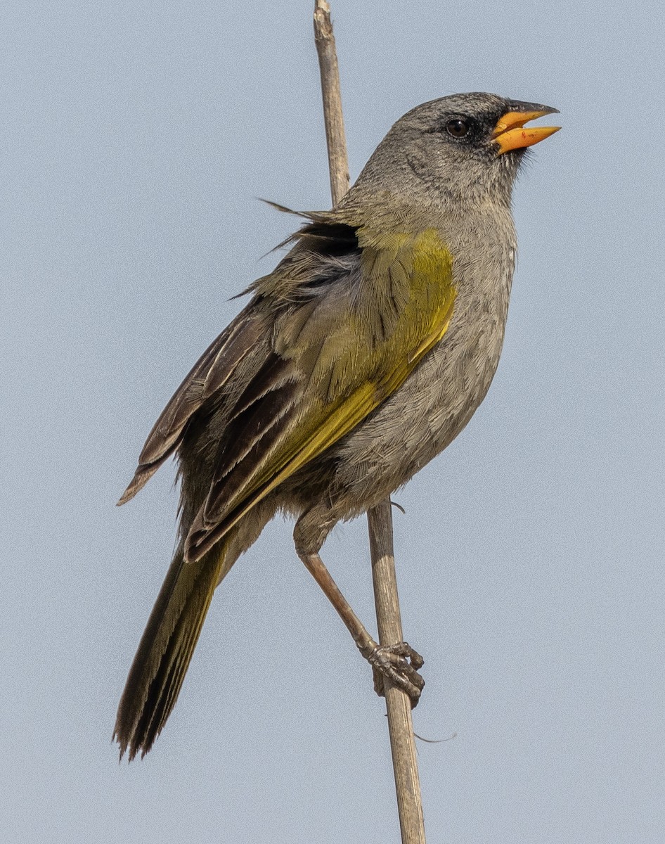Great Pampa-Finch (Eastern) - ML614871455
