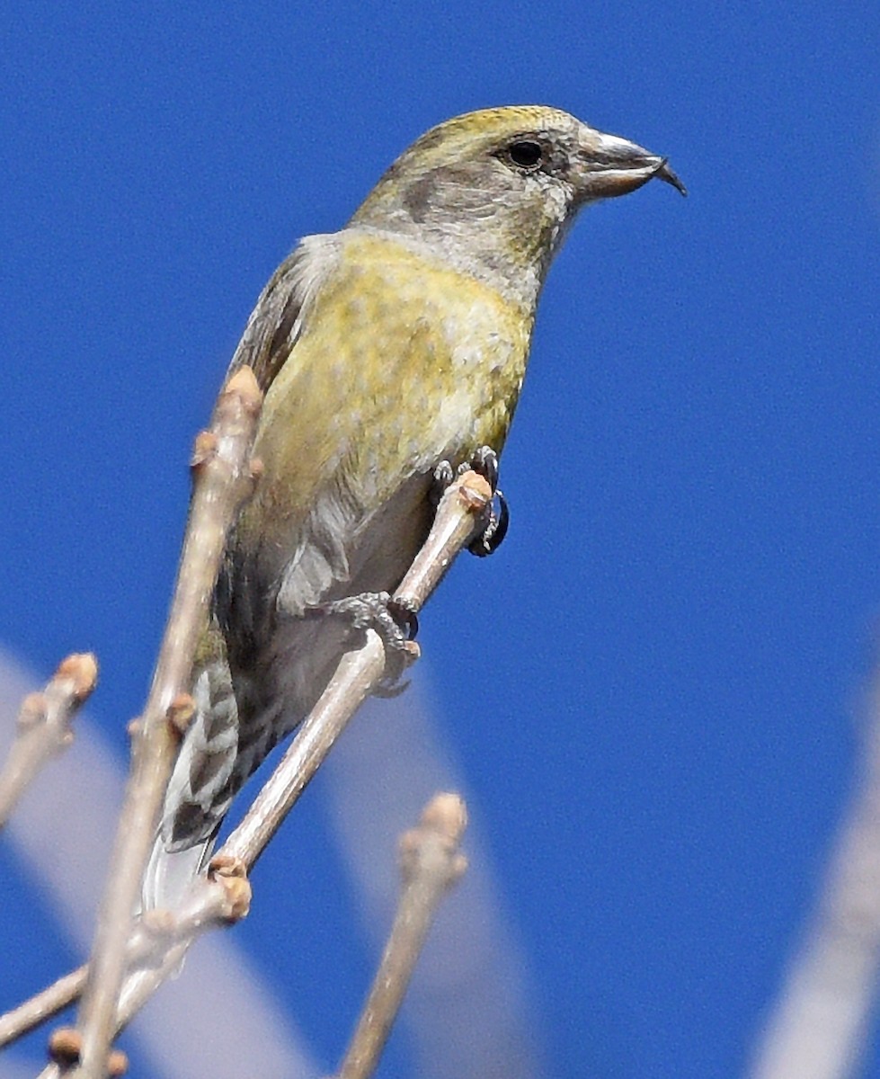 Red Crossbill (Lodgepole Pine or type 5) - ML614871641