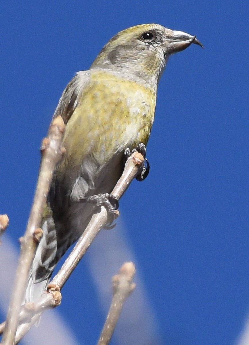 Red Crossbill (Lodgepole Pine or type 5) - ML614871642