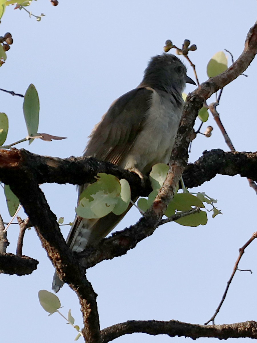 Brush Cuckoo (Australasian) - ML614871672