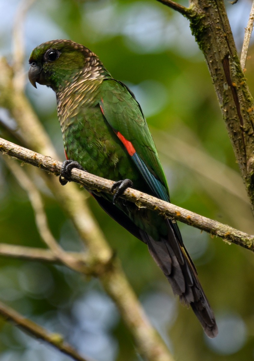 Maroon-tailed Parakeet (Choco) - ML614871705