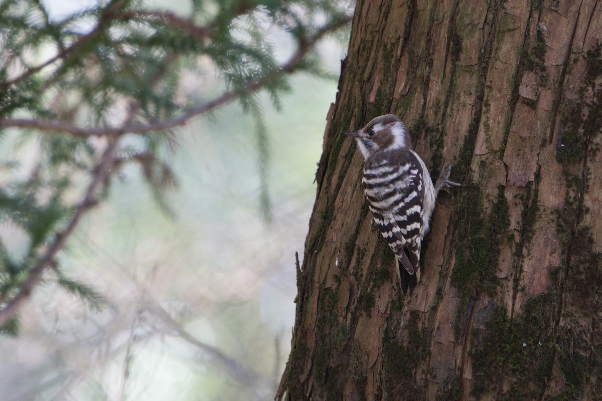 Japanese Pygmy Woodpecker - ML614871857