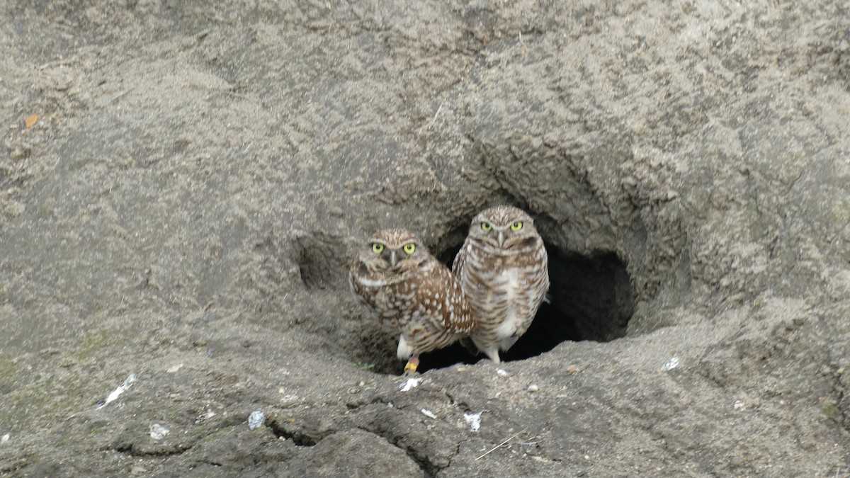 Burrowing Owl - ML614871972