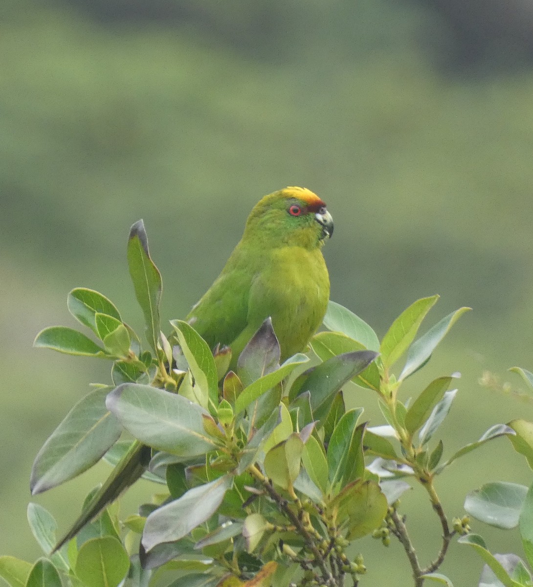 Yellow-crowned Parakeet - ML614871979