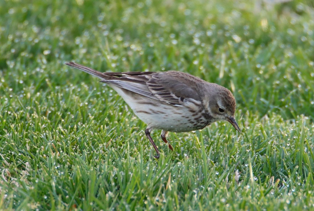 American Pipit - Butch Carter