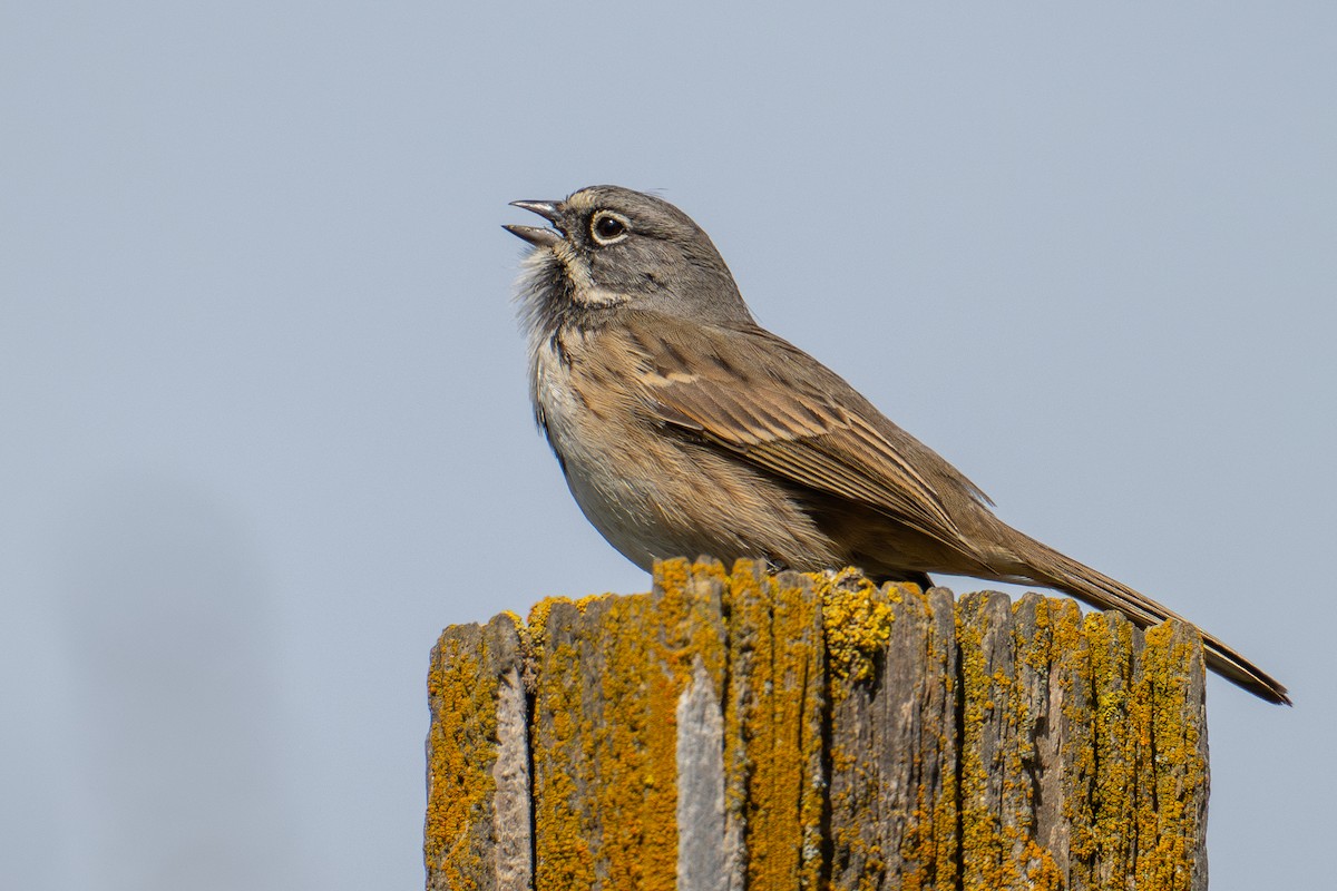 Bell's Sparrow (belli) - ML614872705