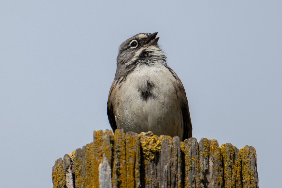 Bell's Sparrow (belli) - ML614872730