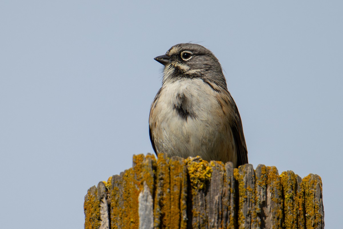 Bell's Sparrow (belli) - Karen Kreiger