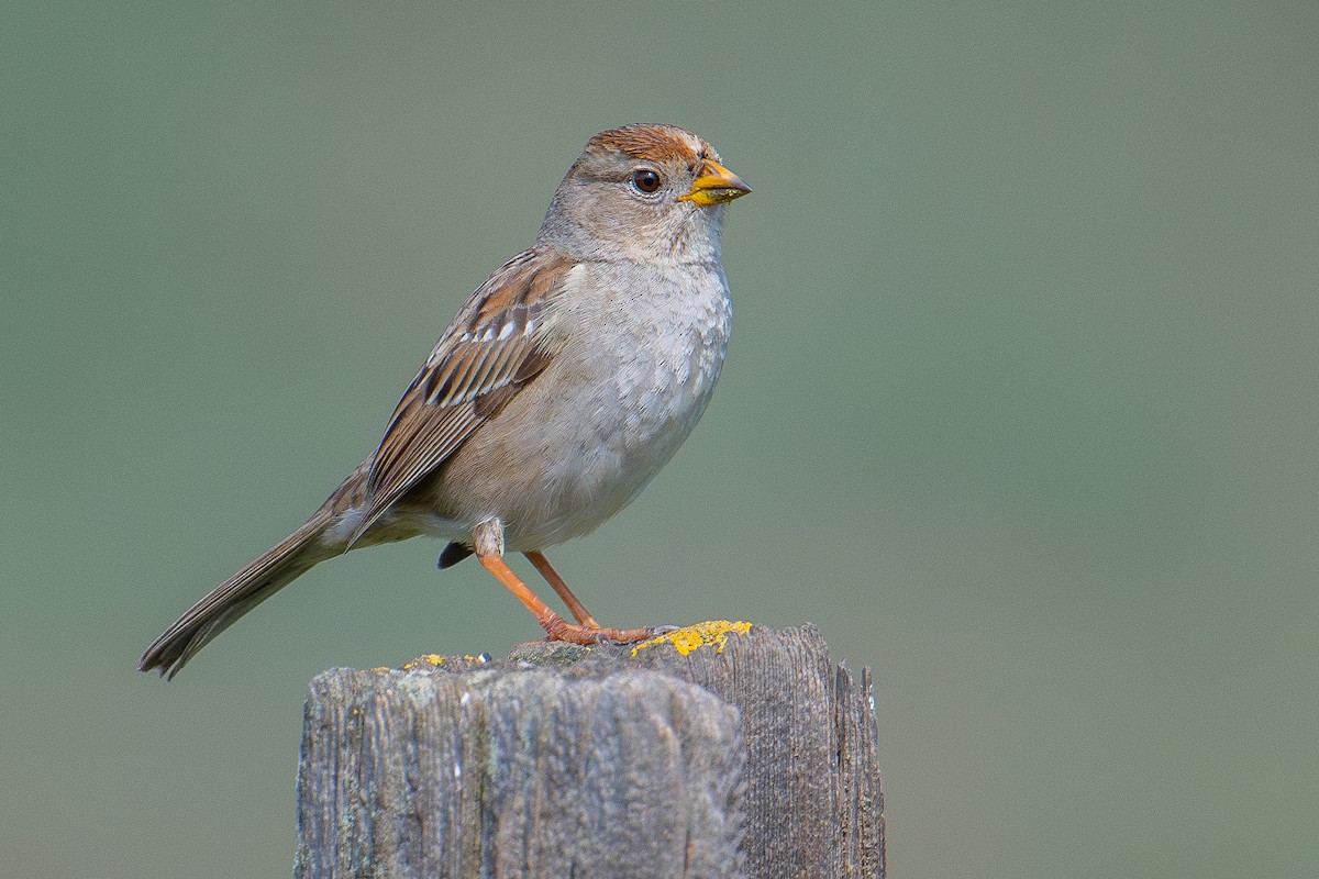 White-crowned Sparrow - ML614872837