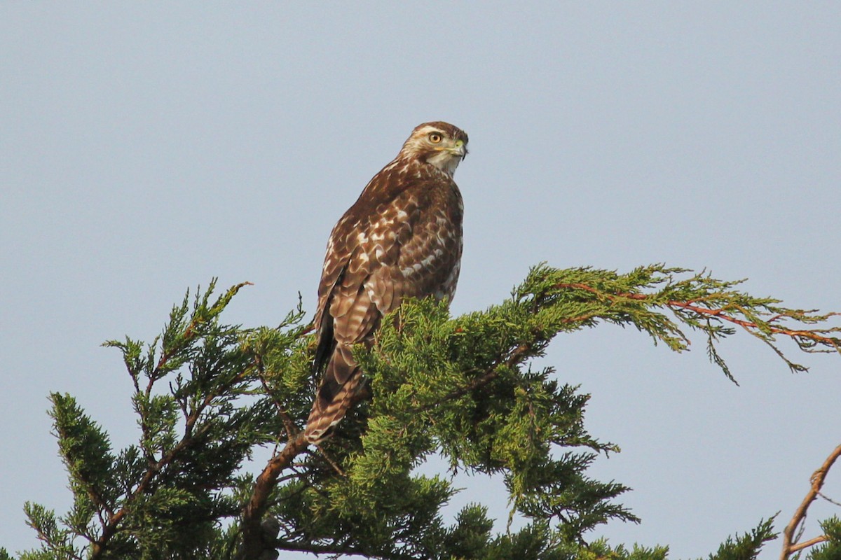 Red-tailed Hawk - ML614872877