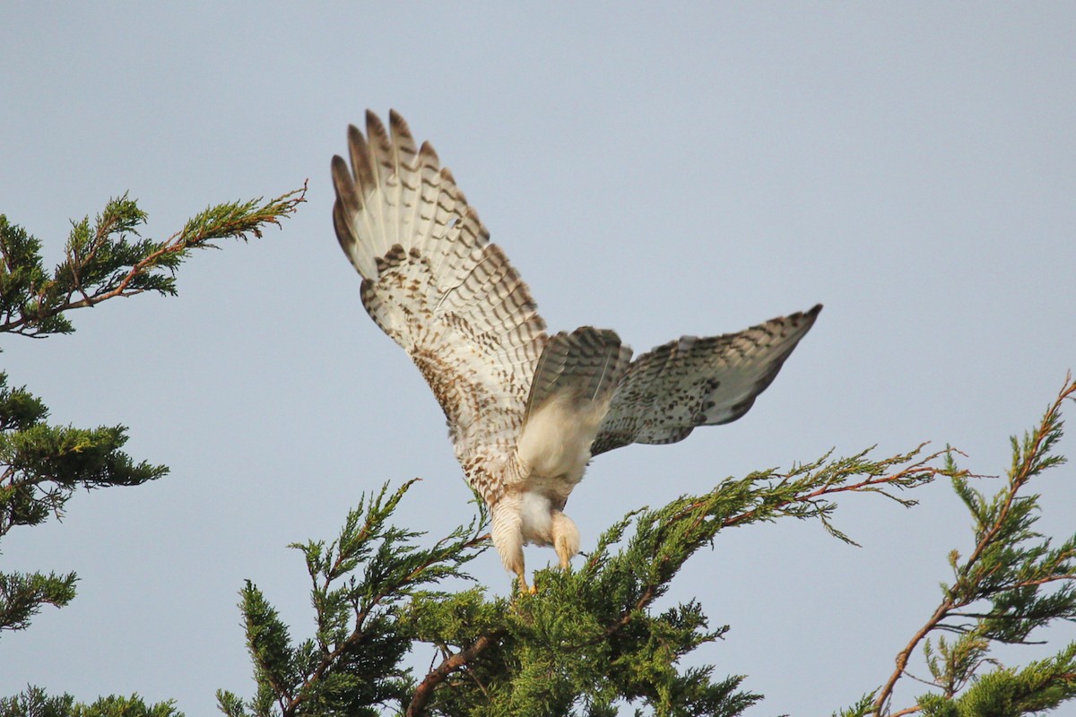 Red-tailed Hawk - ML614872880