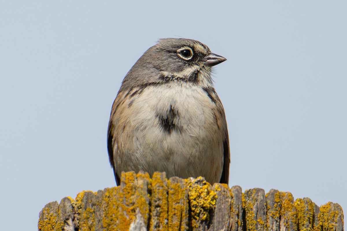 Bell's Sparrow (belli) - ML614872921