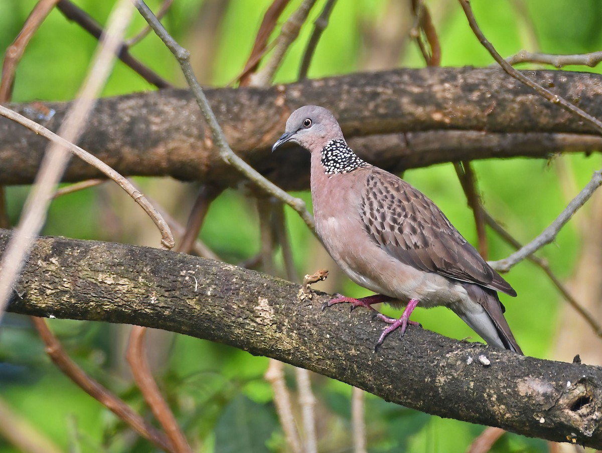 Spotted Dove - ML614872929