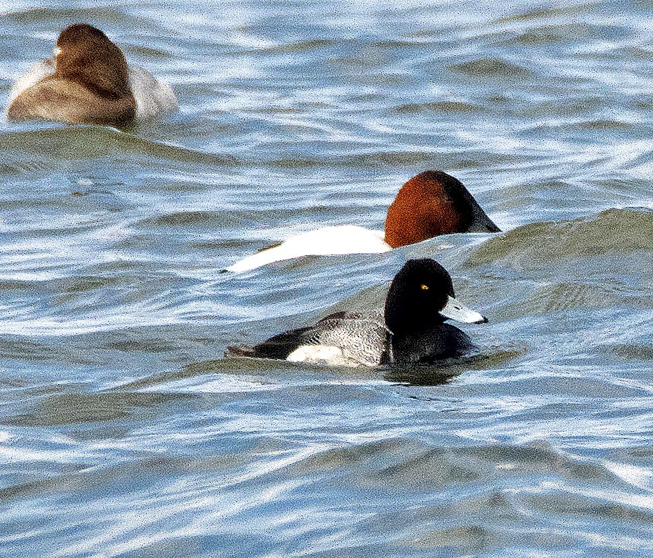 Greater Scaup - ML614873805